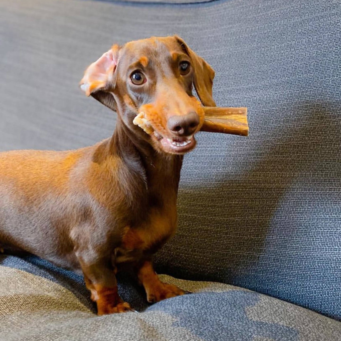 Miniature Dachshund with a natural deer chew