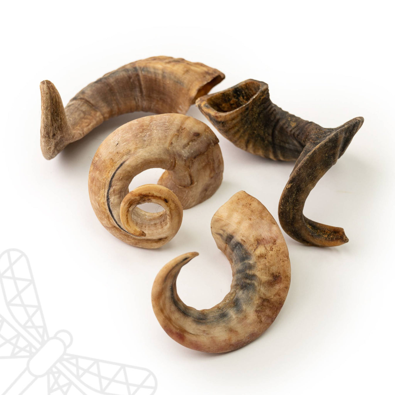 Lamb Horns for Dogs Dragonfly Products