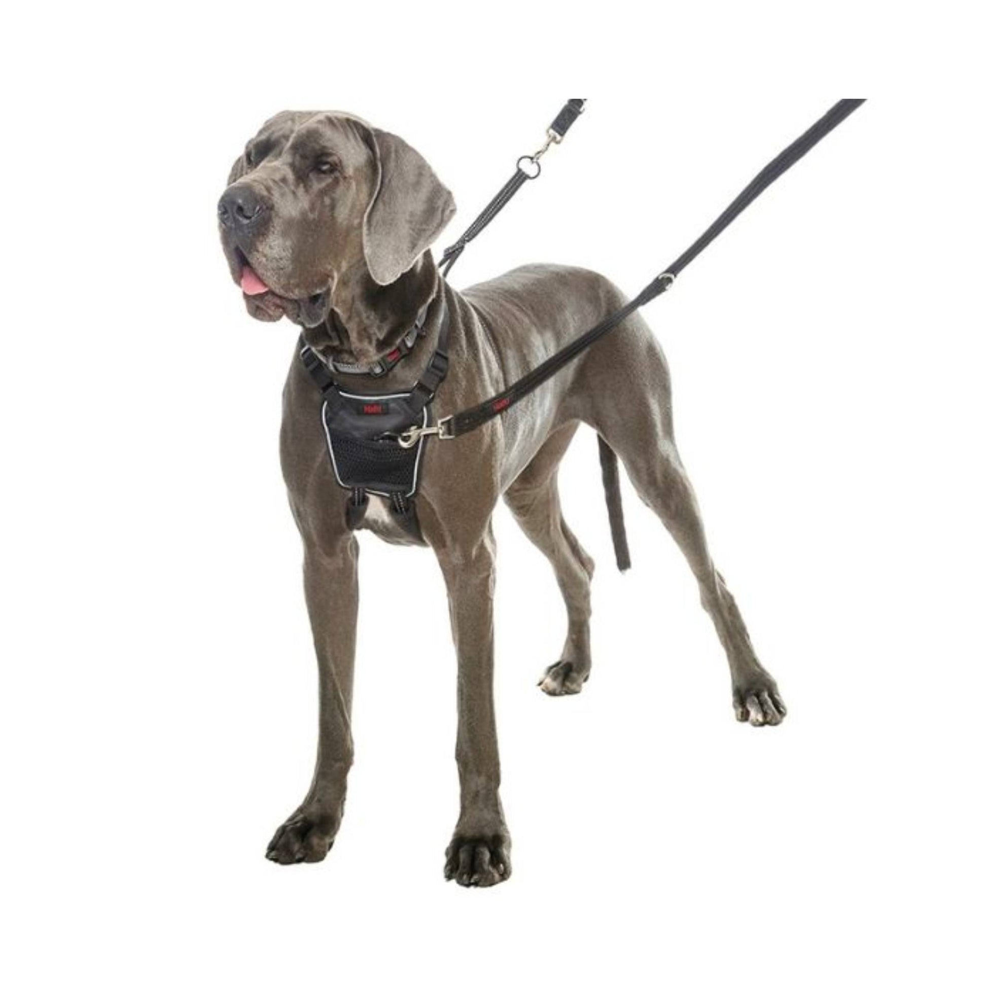 Great Dane wearing Halti no pull dog harness