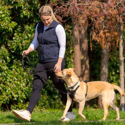 Dog walking wearing Halti no-pull harness