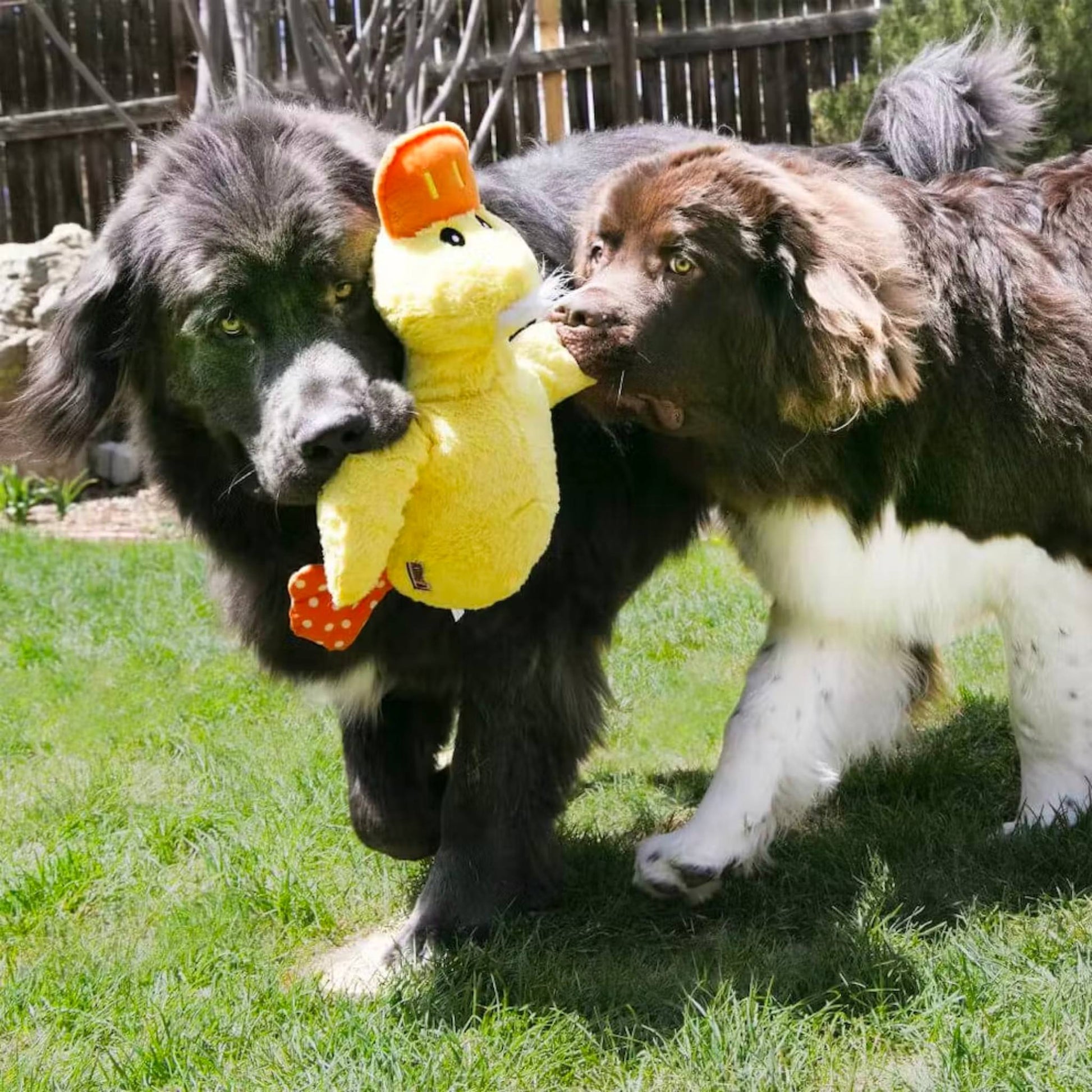 KONG Jumbo Comfort Duck With Dogs