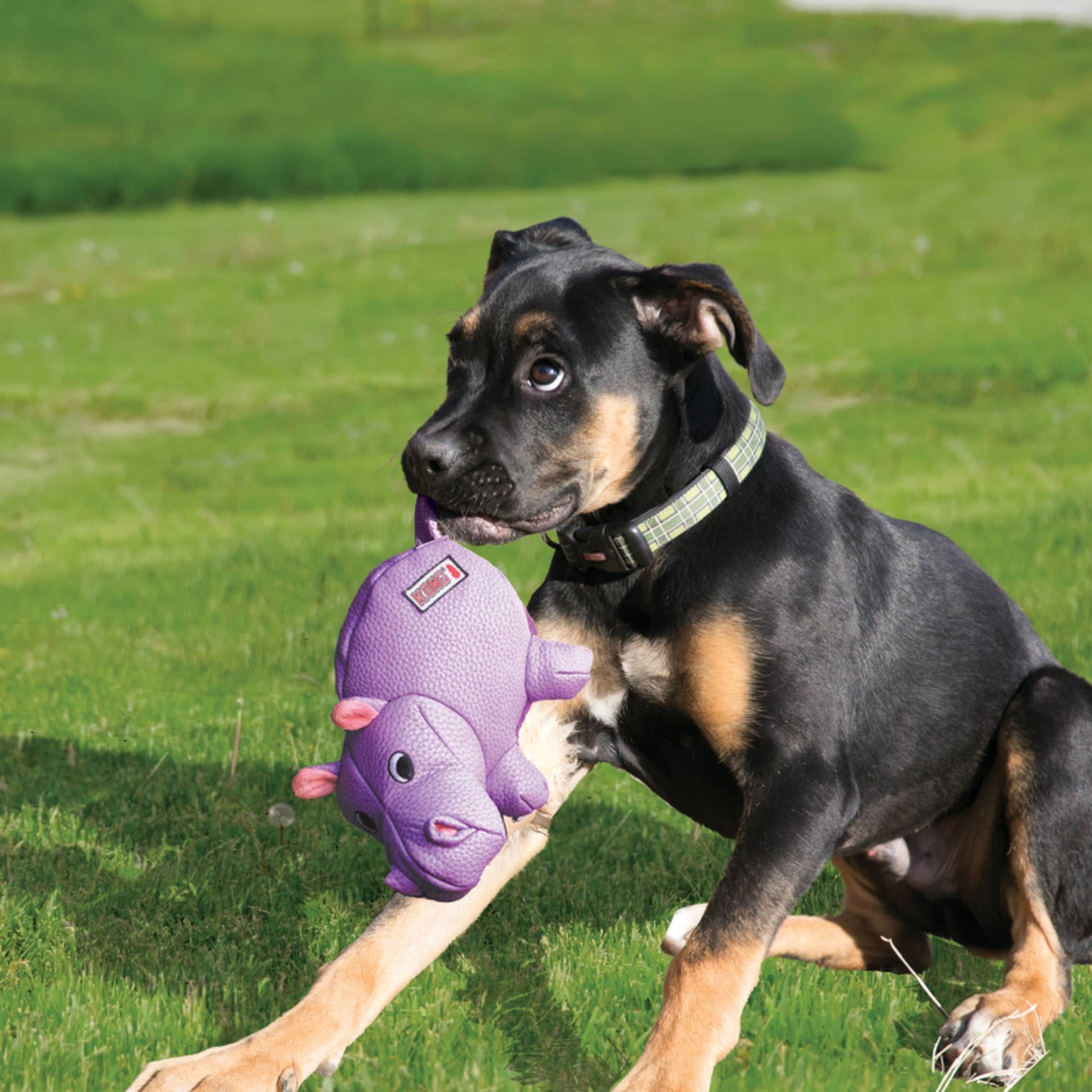KONG Phatz Hippo with Dog