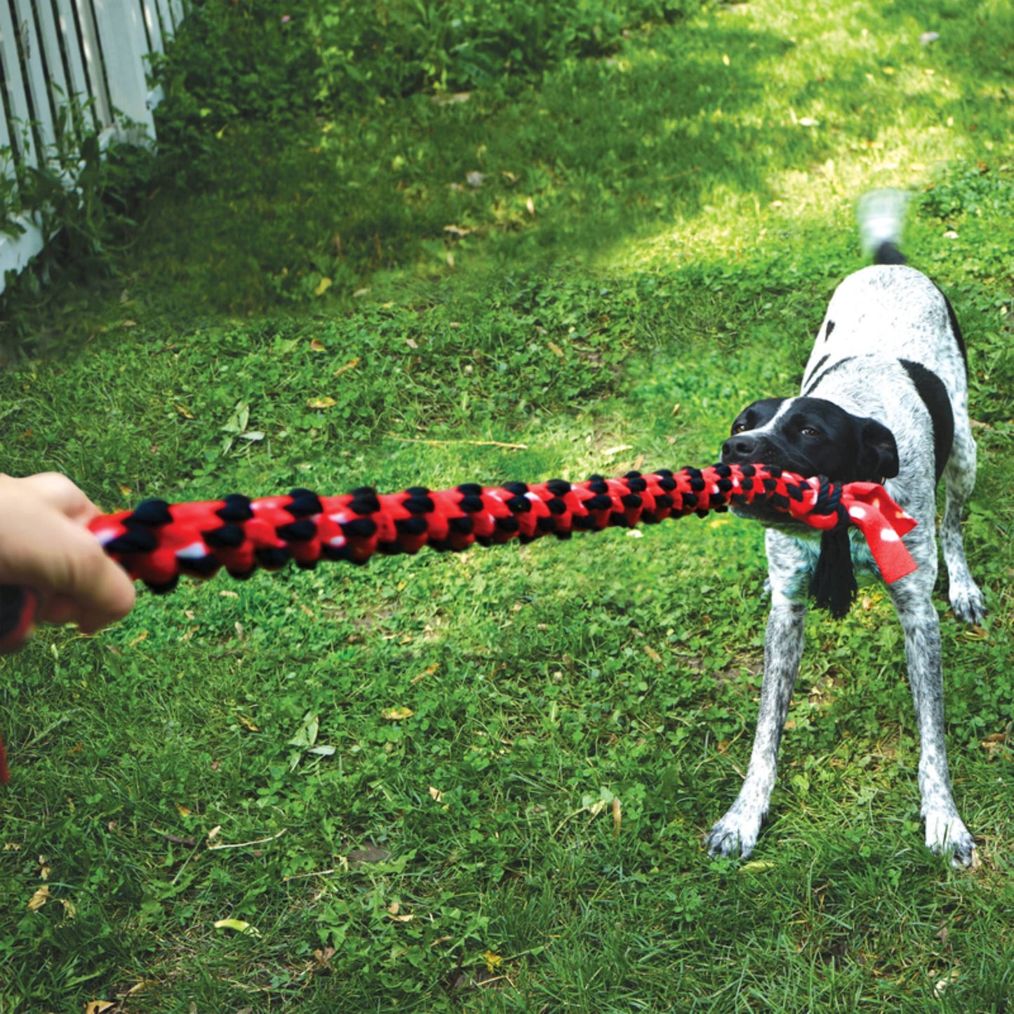 KONG Rope Signature with Dog