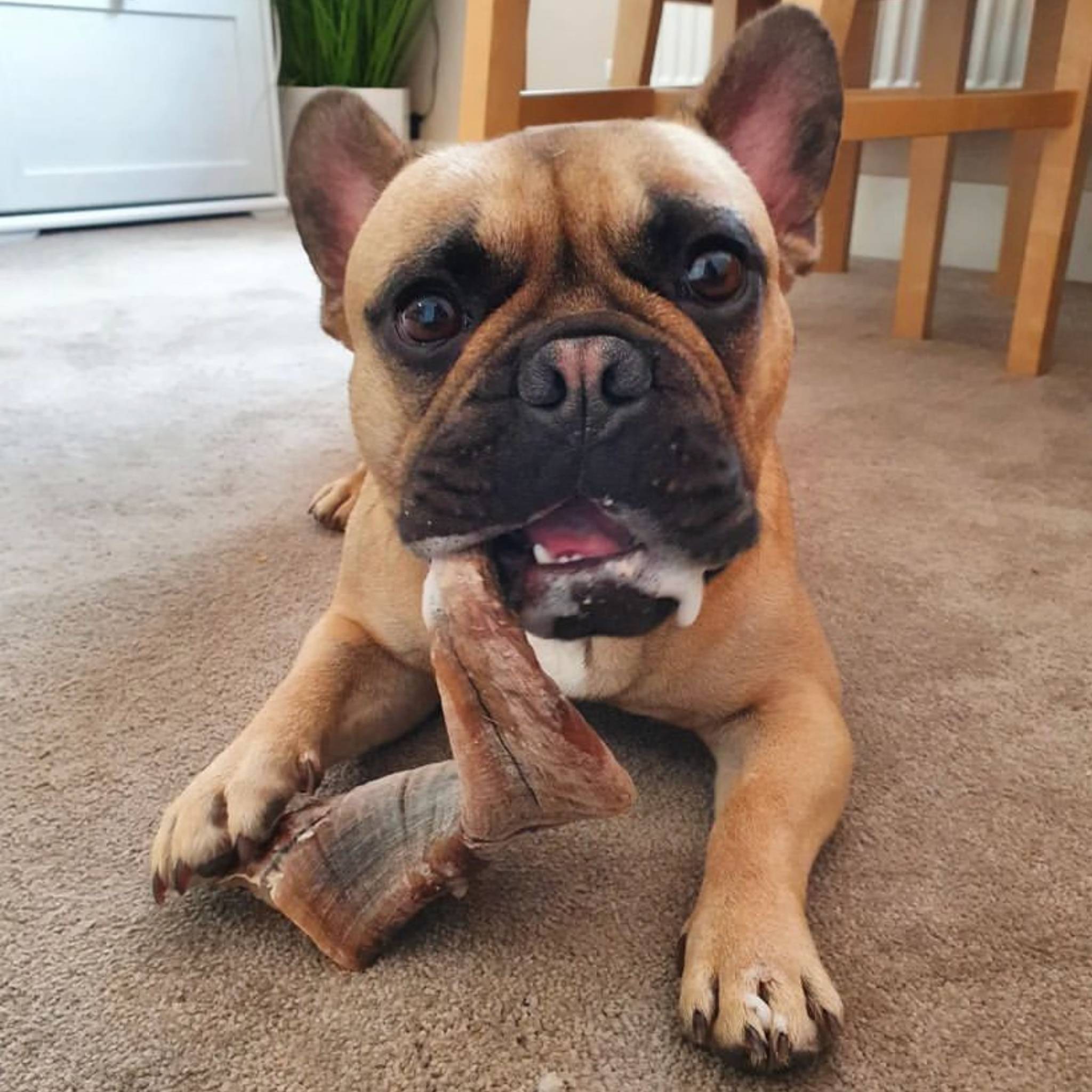 Lamb Horns for Dogs Dragonfly Products