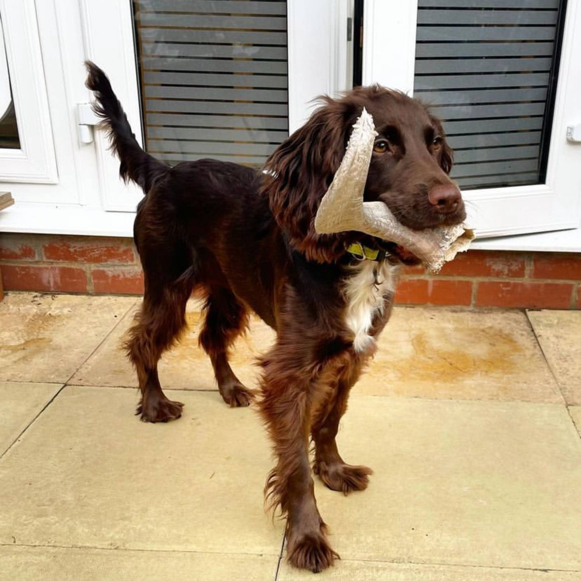 Dog with long lasting lamb horn chew
