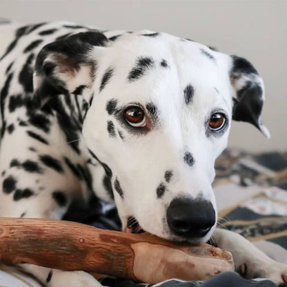 Dalmation eating an olive wood chew