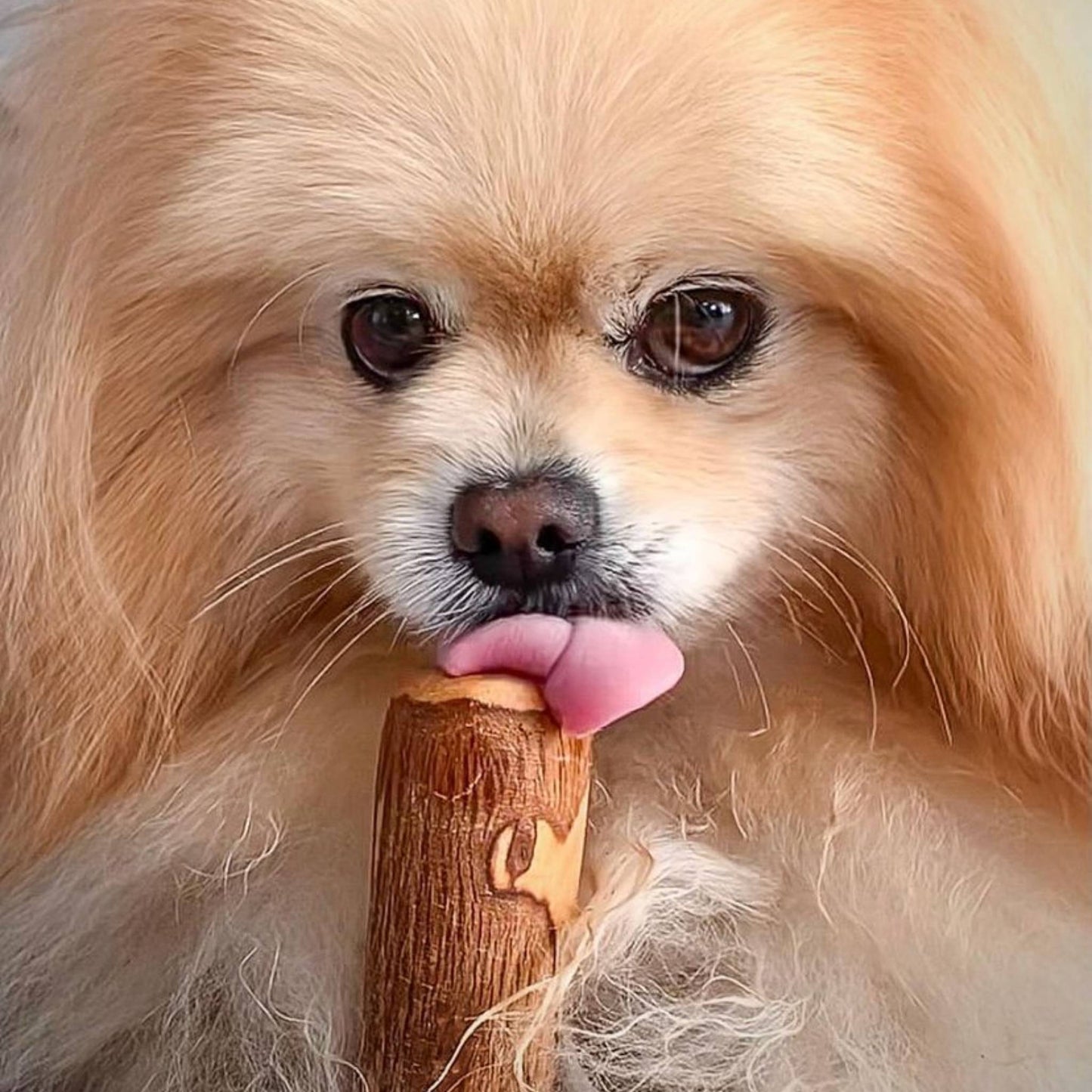 Pomeranian licking an olive branch chew