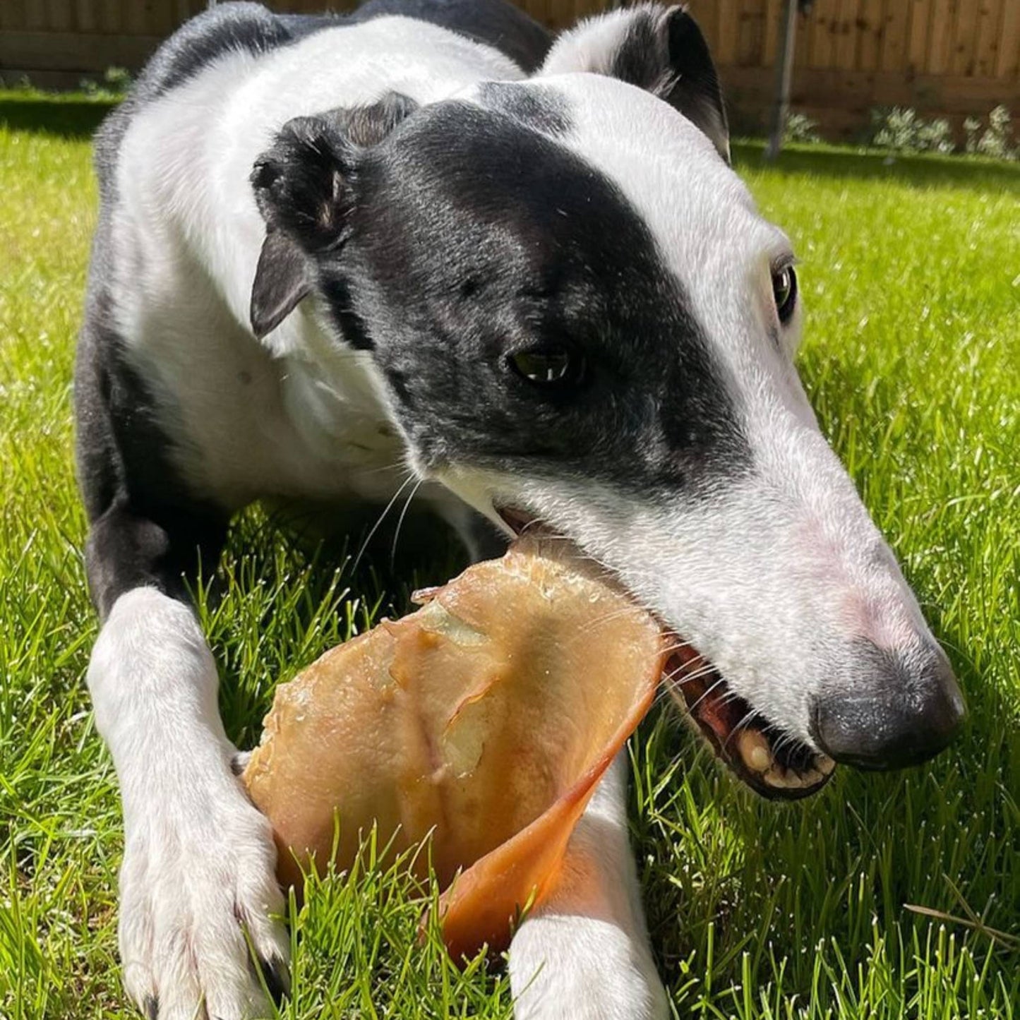 Dog chewing on a pig ear treat
