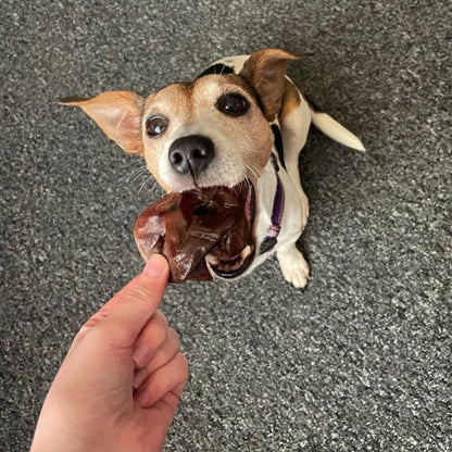 Jack russell with pig snout in mouth