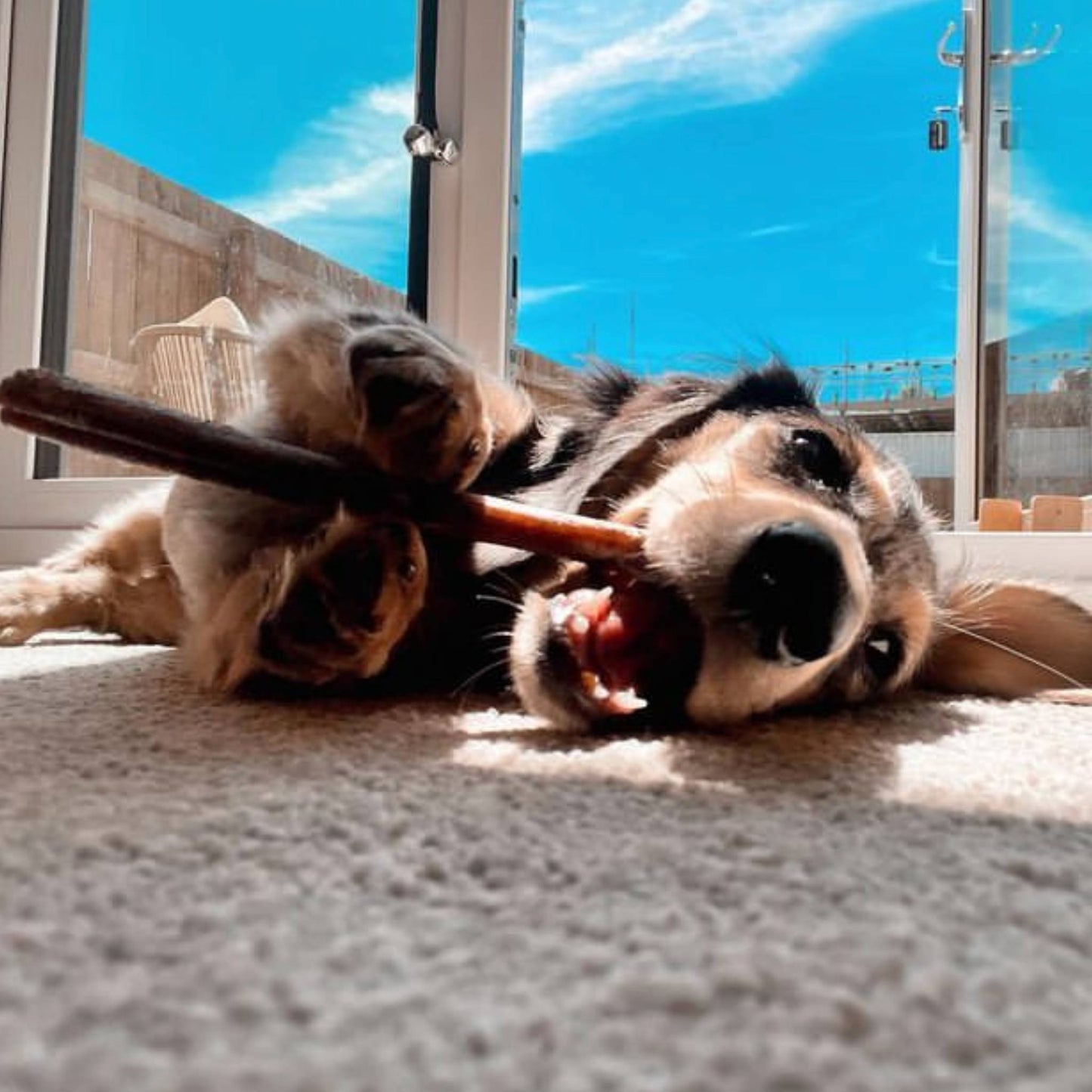 Dog eating a bully stick