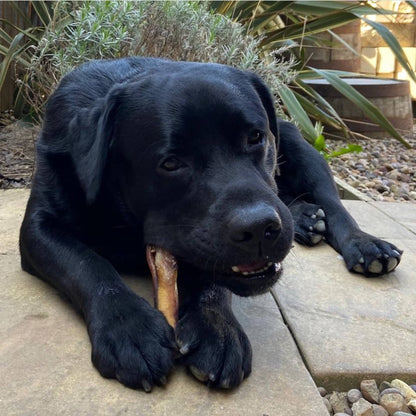 Large dog chewing a bully stick