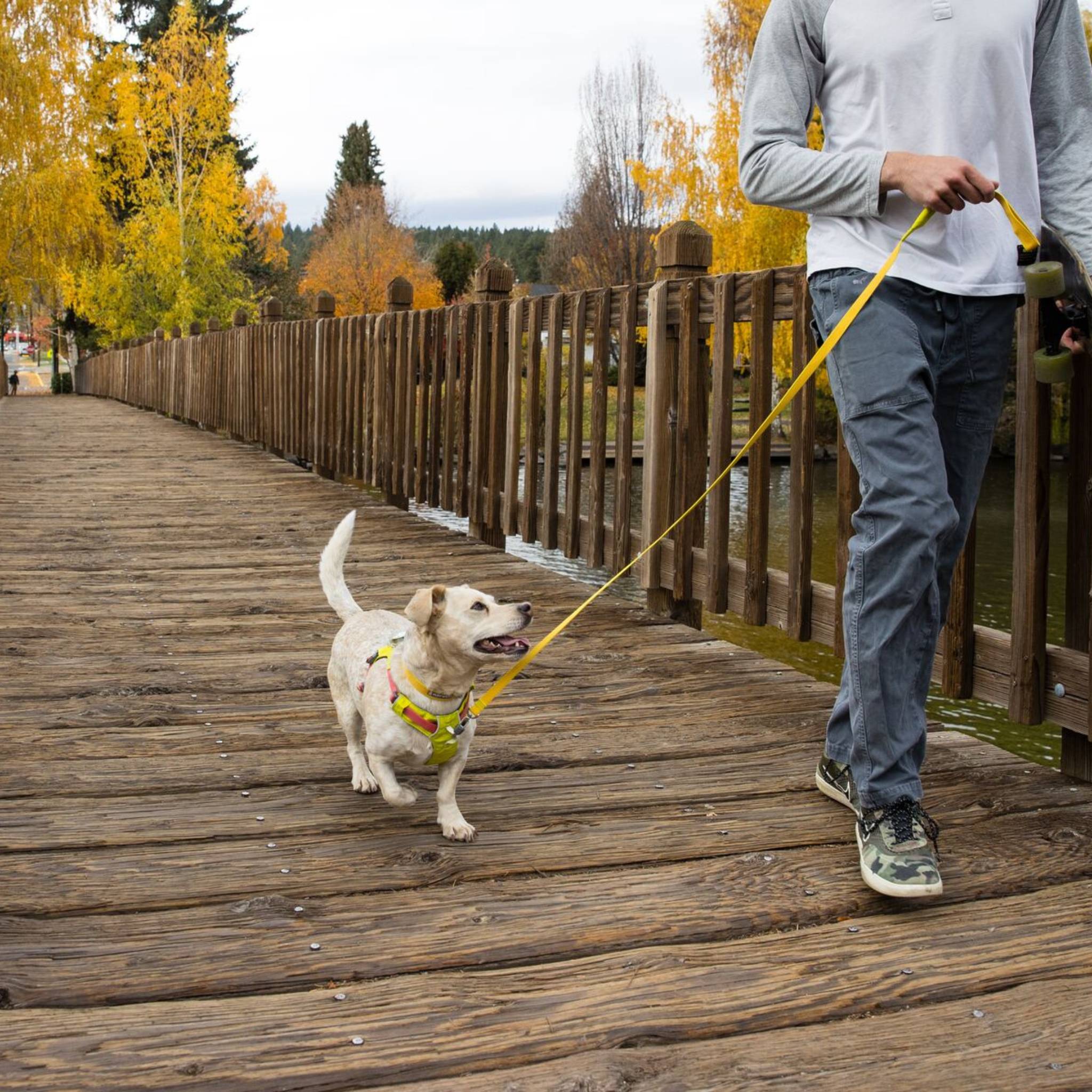 Ruffwear Flagline Dog Harness Dragonfly Products