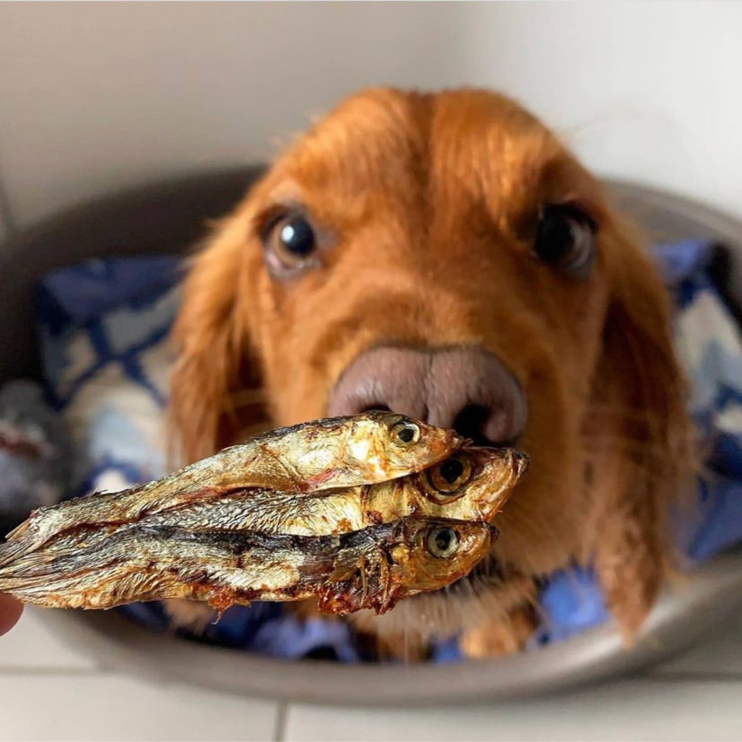 Spaniel eating a dried sprat dog treat