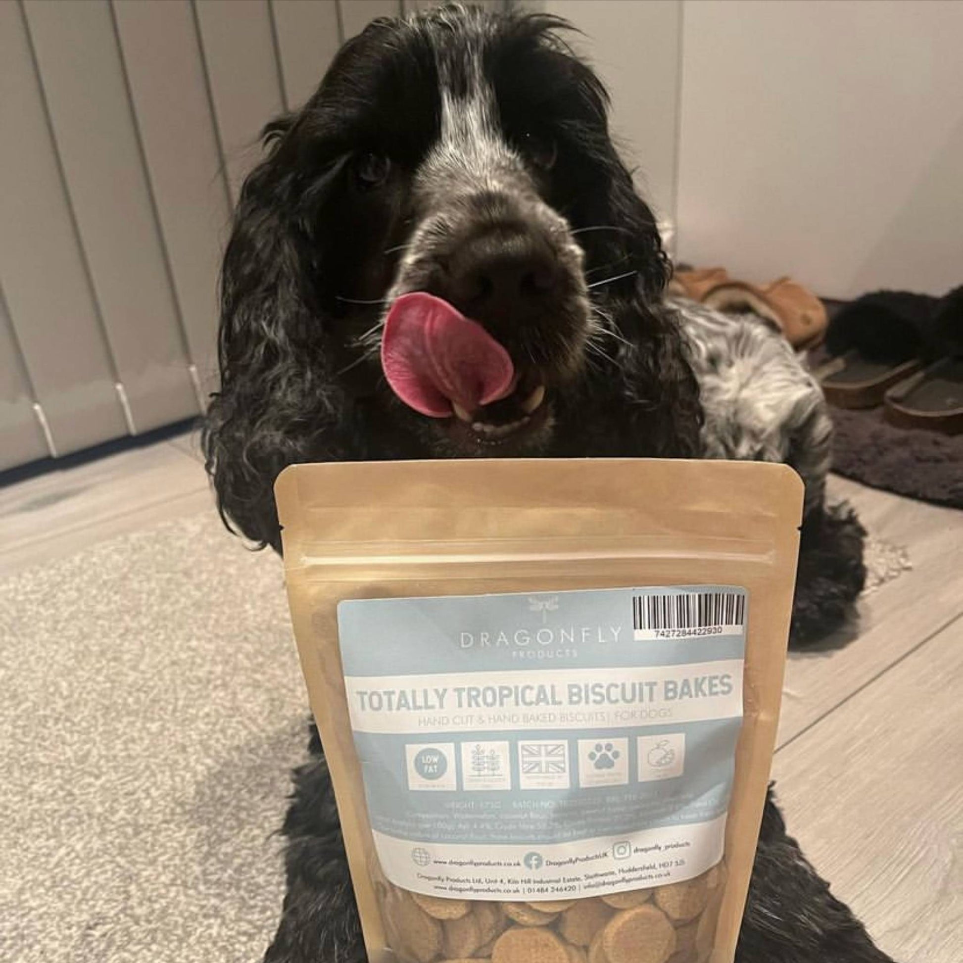 Cocker spaniel with tropical dog biscuit