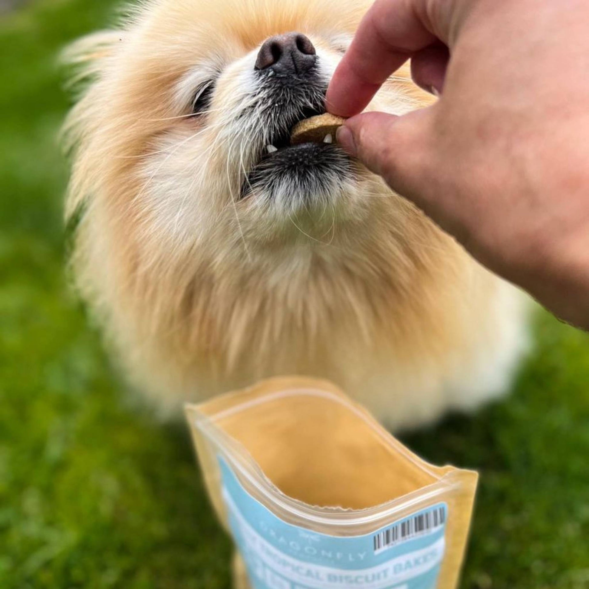 Pomeranian eating tropical dog biscuit